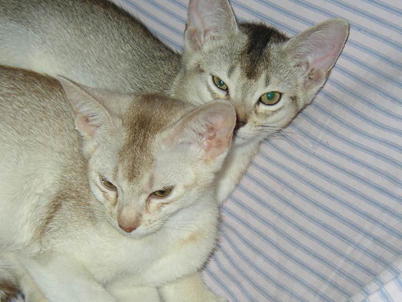 db_070409_sylvi_junior1.jpg