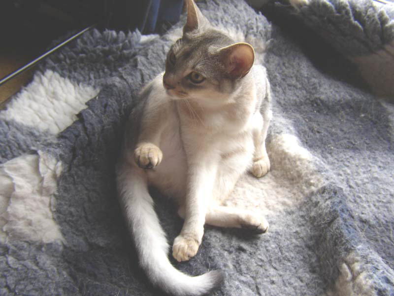 db_070522_Silvy1.jpg
