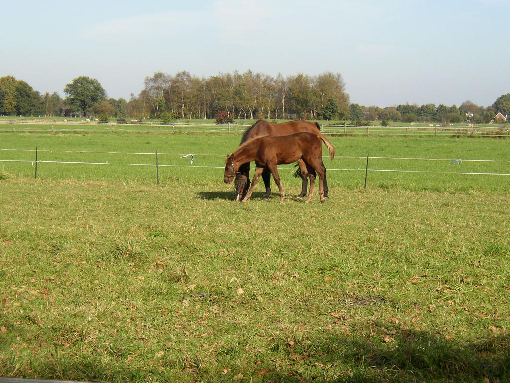 cheyenne_07_071015.jpg