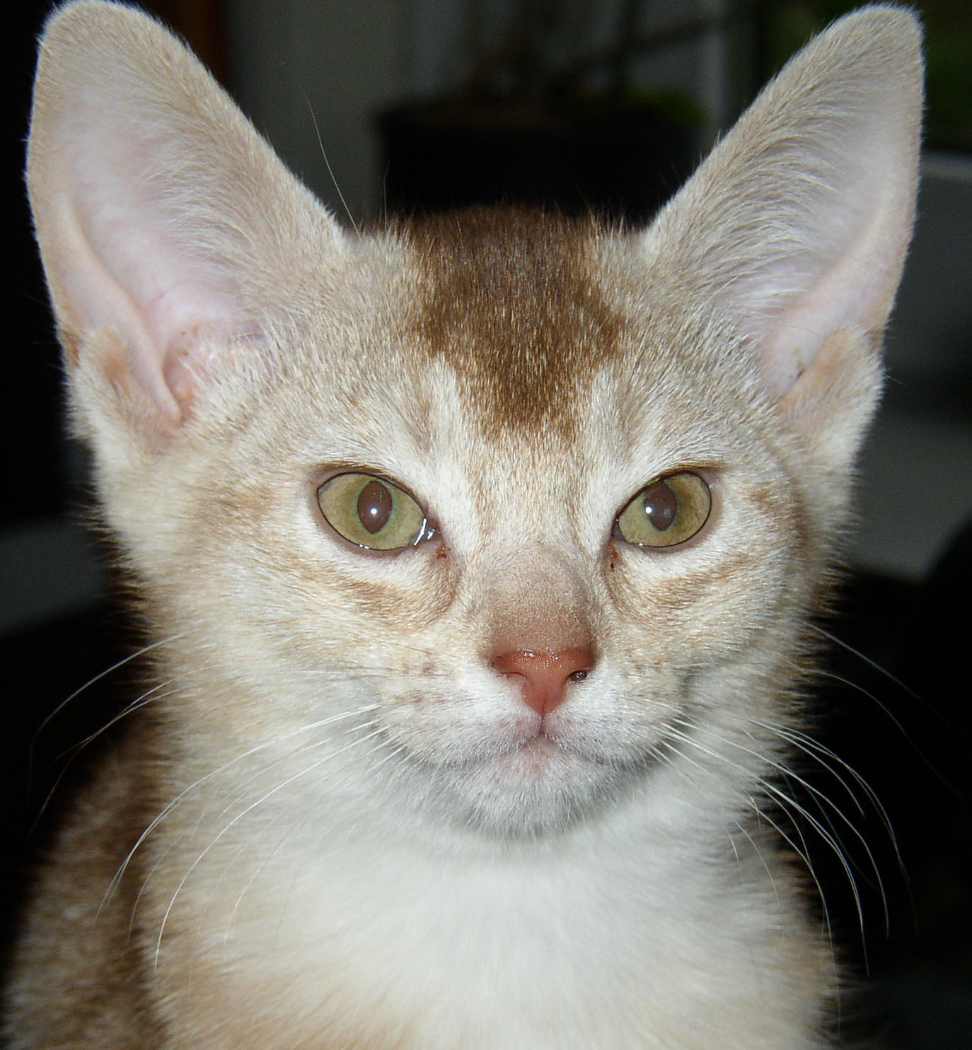 090405_junior.jpg
